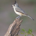 220px-Black-crested_Titmouse