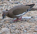 220px-White-winged_dove
